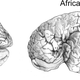 Illustration for article titled The 4 Biggest Myths About the Human Brain